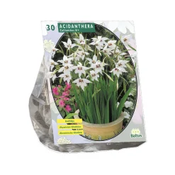 Baltus Bodemverbeteraars<Acidanthera Bicolor per 30
