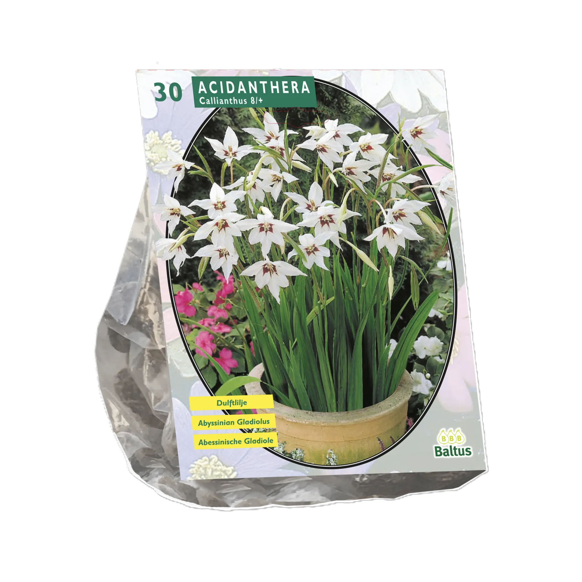 Baltus Bodemverbeteraars<Acidanthera Bicolor per 30