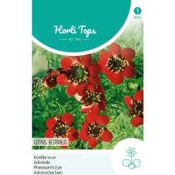 Horti Tops Moestuin<Adonis (Kooltje vuur) roodbloeiend, zaad