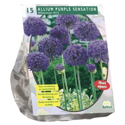 Baltus Bodemverbeteraars<Allium Aflatunense Purple Sensation per 15