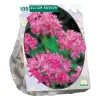 Baltus Bodemverbeteraars<Allium Roseum per 100