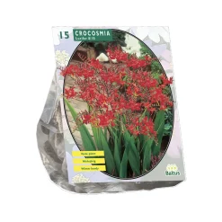 Baltus Bodemverbeteraars<Crocosmia Lucifer per 15 stuks
