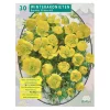 Baltus Bodemverbeteraars<Eranthis Cilicica per 30