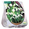 Baltus Moestuin<Galanthus Woronowii per 25