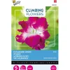 Buzzy Moestuin<Klimmende Winde dubbel rose