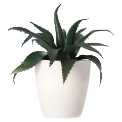 O'malley Woondecoratie<Mini vetplant decoratie 15 cm assorti
