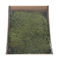 Natural Collections Woondecoratie|Kerstdecoratie<Mos box naturel 150g