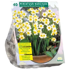 Baltus Bodemverbeteraars<Narcis Mini Minnow per 40