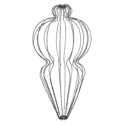 O'malley Kerstdecoratie|Kerstverlichting<Pegel micro draad 75 cm 320LED-cg
