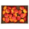 O'malley Woondecoratie<Pompoen mini mix