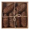 Natural Collections Woondecoratie<Raicone nature 6st