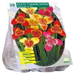 Baltus Bodemverbeteraars<Tigridia Pavonia mix per 30