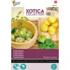 Buzzy Moestuin<Tomatillo