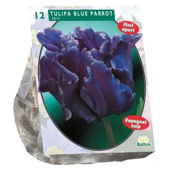 Baltus Bodemverbeteraars<Tulipa Blue Parrot Parkiet per 12
