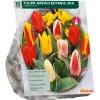 Baltus Bodemverbeteraars<Tulipa Greigii Mix per 10