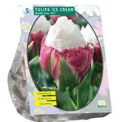 Baltus Bodemverbeteraars<Tulipa Ice Cream bloembollen per 5