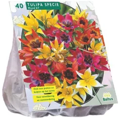Baltus Bodemverbeteraars<Tulipa Specie mix per 40